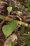 Hairy crabweed <BR>Clammyweed